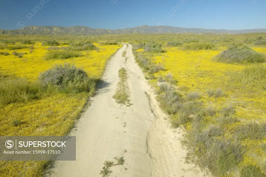A remote dirt road through the bright spring yellow flowers and desert gold near the mountains in the Carrizo National Monument, Southern California
