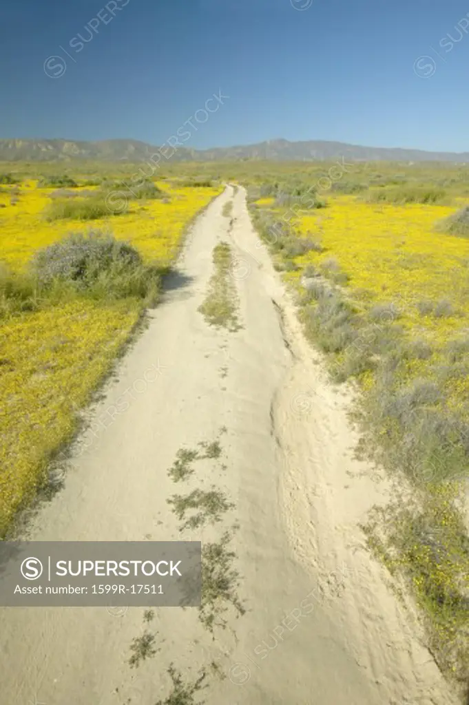 A remote dirt road through the bright spring yellow flowers and desert gold near the mountains in the Carrizo National Monument, Southern California