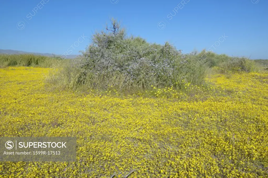 Bright spring yellow flowers and desert gold near the mountains in the Carrizo National Monument, the US Department of Interior, in Southern California