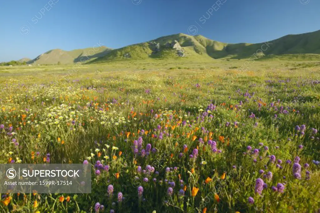 Bright spring yellow flowers, desert gold and California poppies near the mountains in the Carrizo National Monument, the US Department of Interior, in Southern California