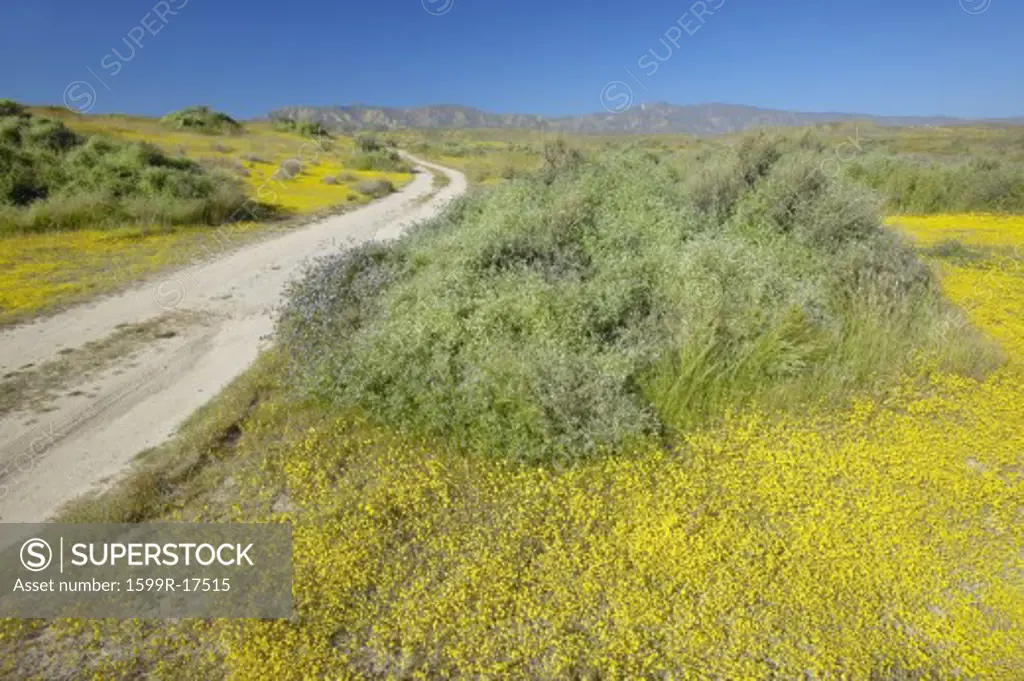 Remote dirt road through the bright spring yellow flowers and desert gold near mountains in the Carrizo National Monument, Southern California