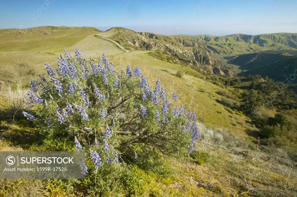 Purple lupine overlooking the Pine Mountain Club near Route 166 and Sierre Noeste Road in Kern County, CA