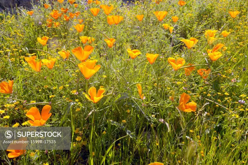 Bright golden poppies of Figueroa Mountain near Santa Ynez and Los Olivos, CA
