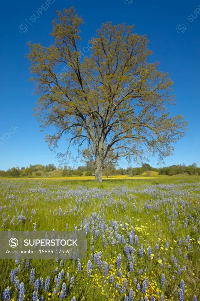 Lone tree and colorful bouquet of spring flowers and purple lupine blossoming off Route 58 on Shell Creek road, West of Bakersfield in CA