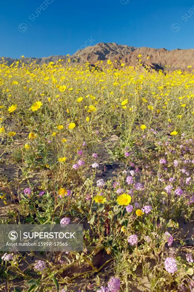 Mountain view and spectacular desert gold and various spring flowers south of Furnace Creek in Death Valley National Park, CA