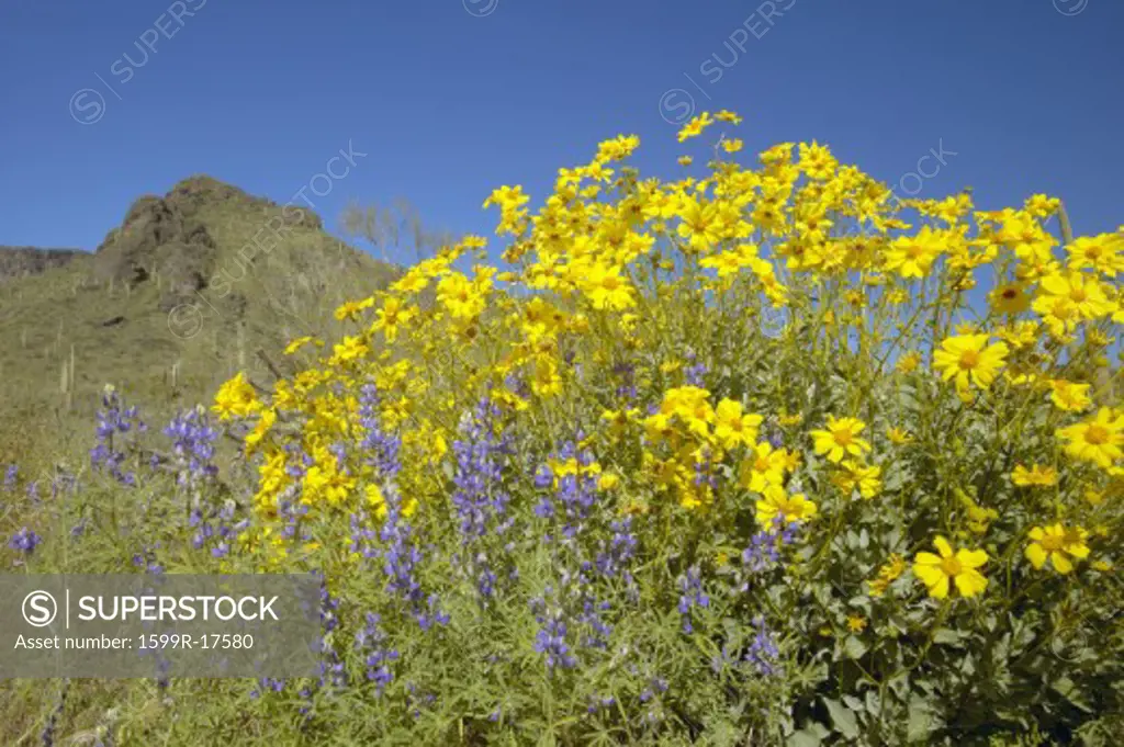 Yellow and purple desert flowers blossoming in spring at Picacho Peak State Park north of Tucson, AZ