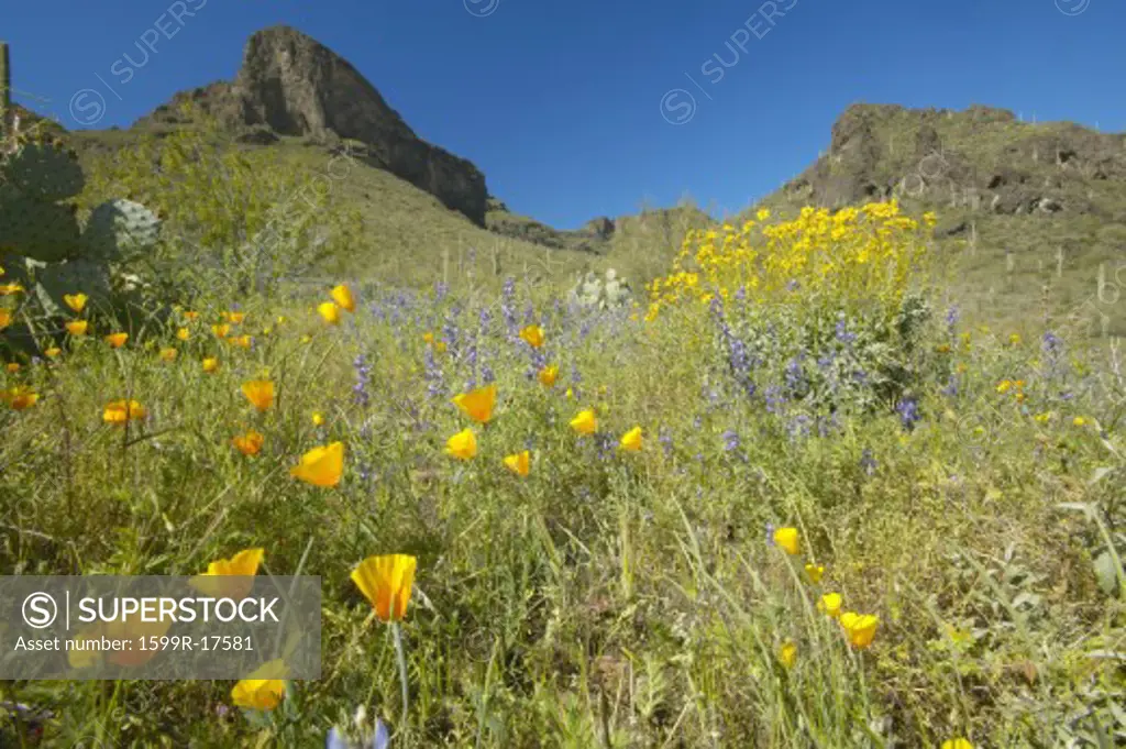 Poppy flower in blue sky, saguaro cactus and desert flowers in spring at Picacho Peak State Park north of Tucson, AZ