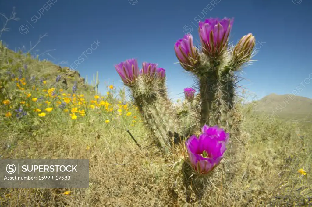 Hedgehog Cactus in bloom and poppy flower in Picacho Peak State Park north of Tucson, AZ