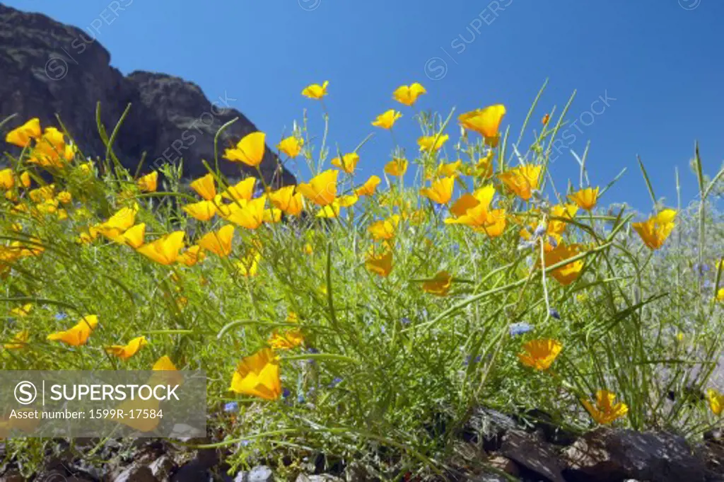 Poppy flowers blossoming in spring in desert at Picacho Peak State Park north of Tucson, AZ