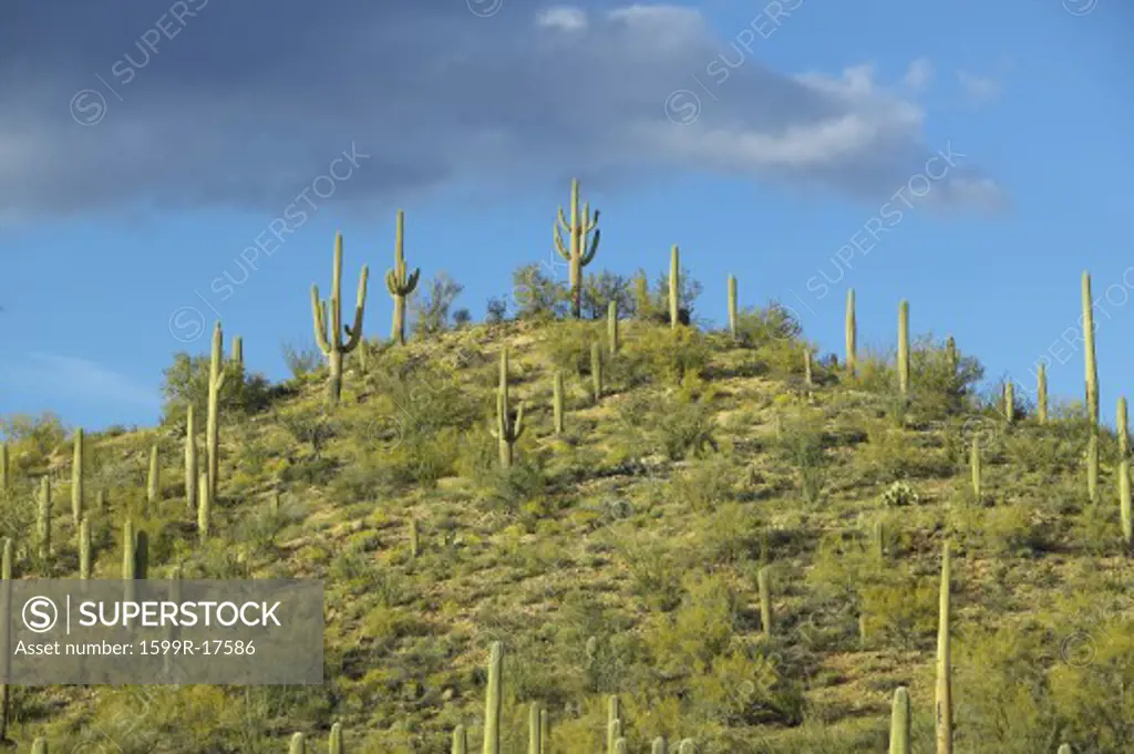 A pyramid of giant Sonoran saguaro cactus and white puffy clouds at sunset in Saguaro National Park West, Tucson, AZ