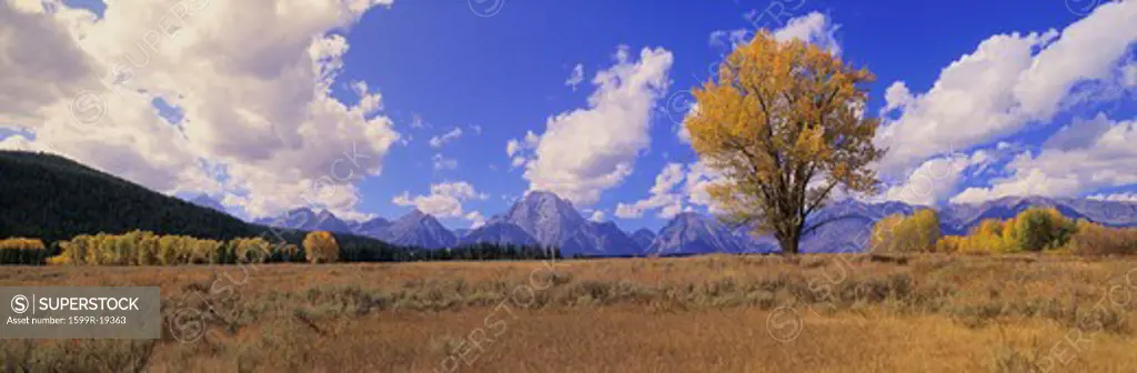 Grand Tetons and cotton tree in Grand Teton National Park, Wyoming
