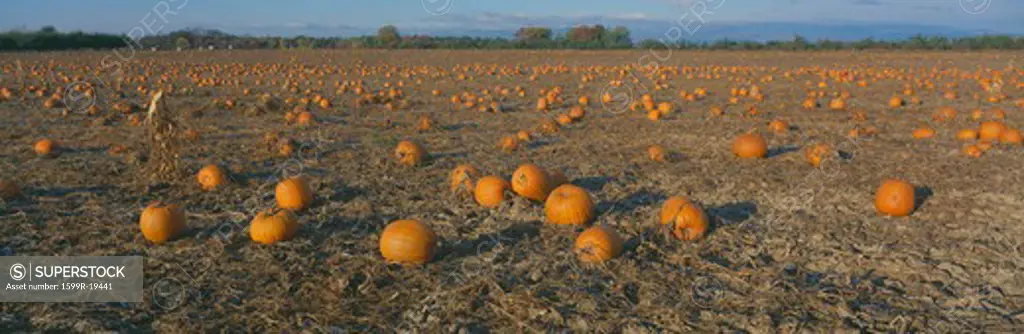 Pumpkin Patch, Dutchess County, New York