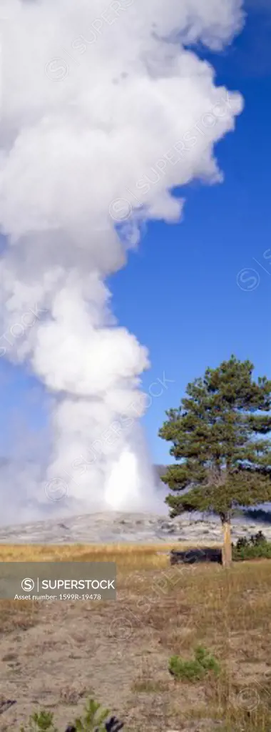 Old Faithful geyser erupting at sunrise, Yellowstone, Montana