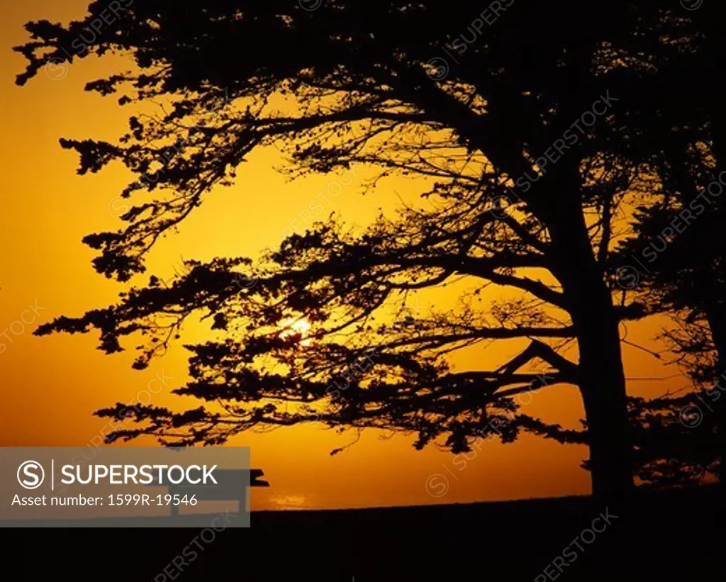 Sunset through trees and bench along Pacific Coast Highway, California