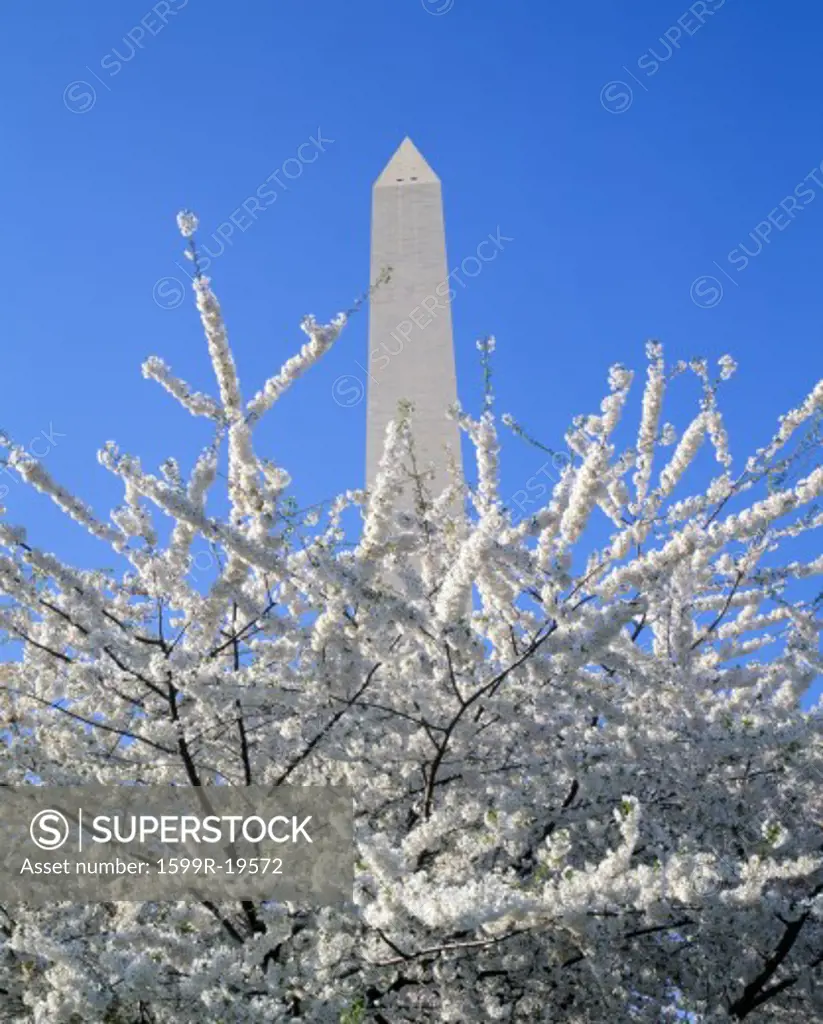 Cherry blossoms and Washington Monument, Washington DC