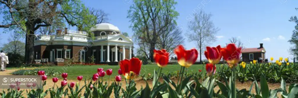 Tulips and Monticello in spring, Virginia