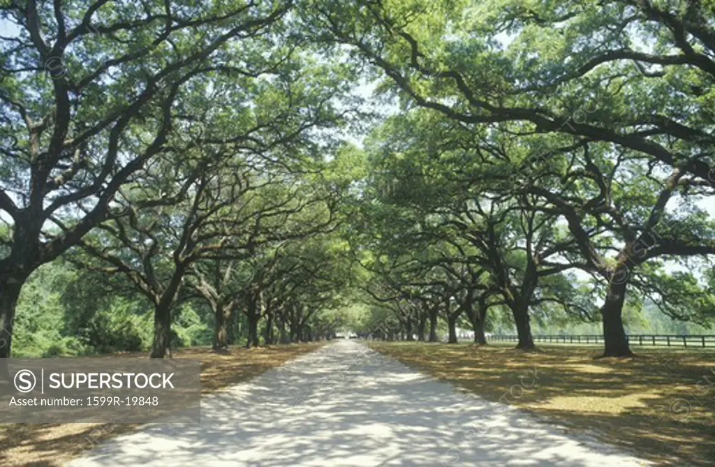 Spanish moss covered oak trees lining a plantation road, SC