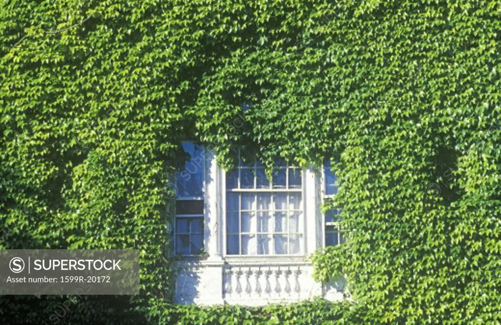 Window framed by ivy,  Harvard University