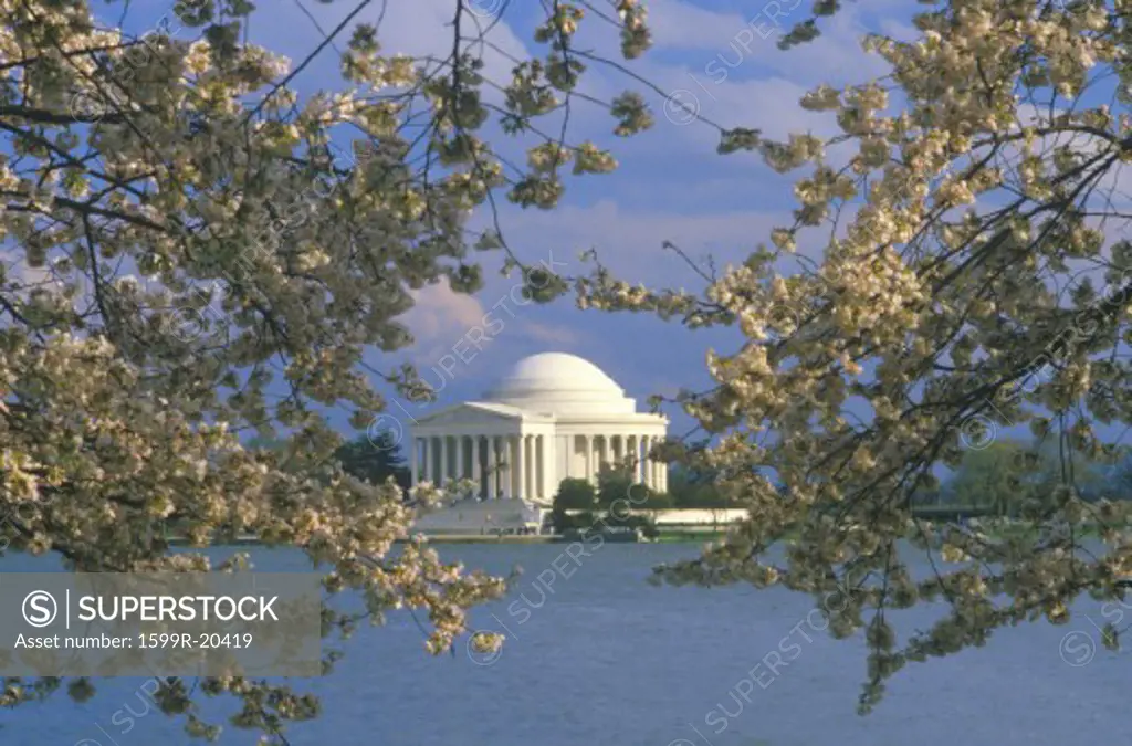 Jefferson Memorial with Spring Cherry Blossoms, Washington, D.C.