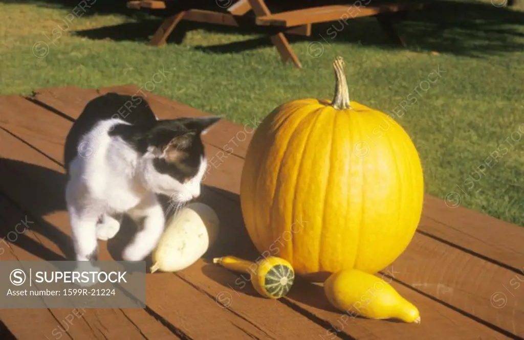 Cat with Pumpkin and Squash on Picnic Table, Connecticut