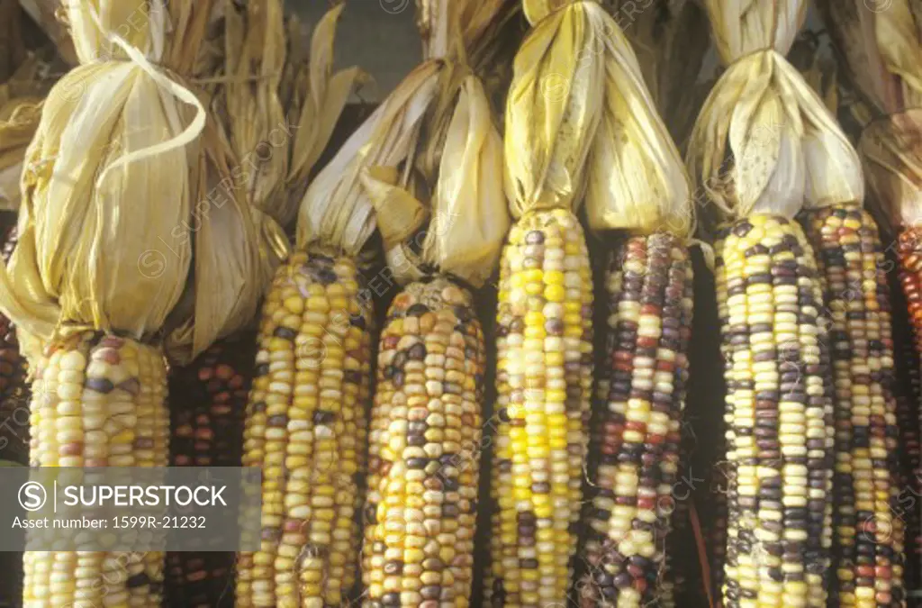 Indian Corn, New Jersey