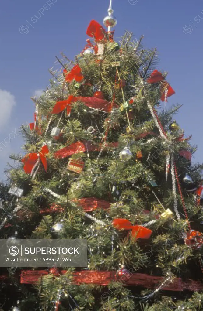 Christmas Tree, Los Angeles, California
