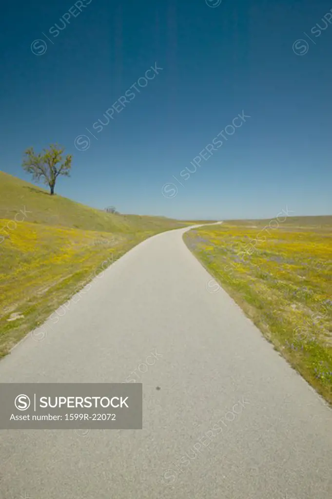 A lone tree on the side of the road surrounded by spring flowers, off of old route 58 in California, Shell Creek Road