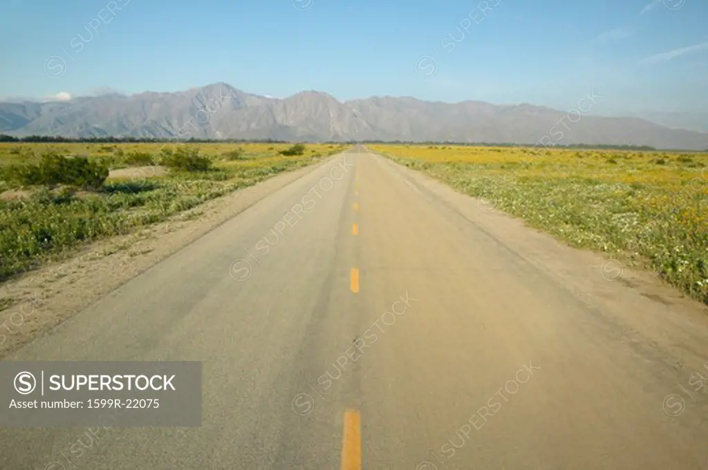 A yellow line and lonely roadway through flower fields in the Spring, Anza Borrego State Park, CA
