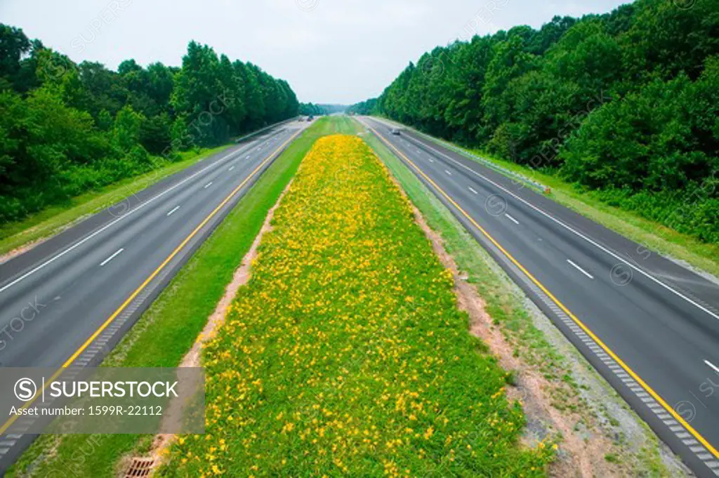 Yellow flower-lined state highway in rural Virginia