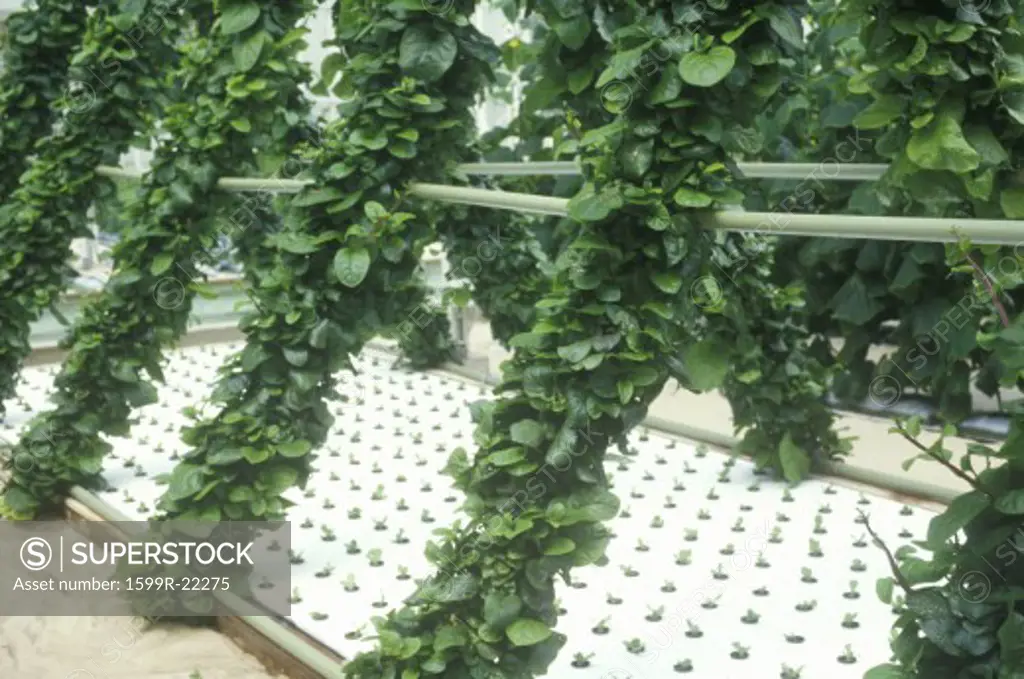 Hydroponic lettuce farming at the EPCOT Center, FL