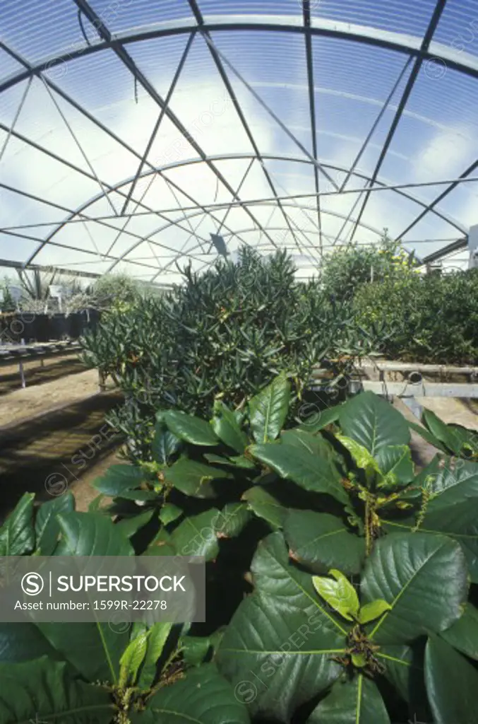 Hydroponic farming at the University of Arizona Environmental Research Laboratory in Tucson, AZ
