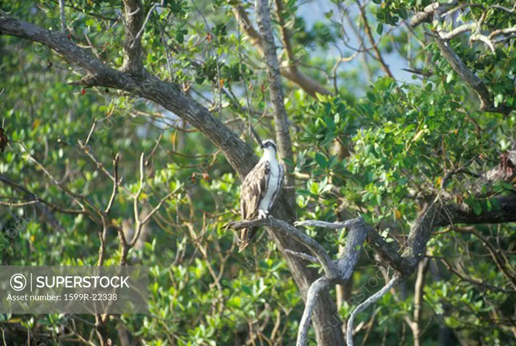An Osprey sits in a tree at Everglades National Park, 10,000 Islands, FL
