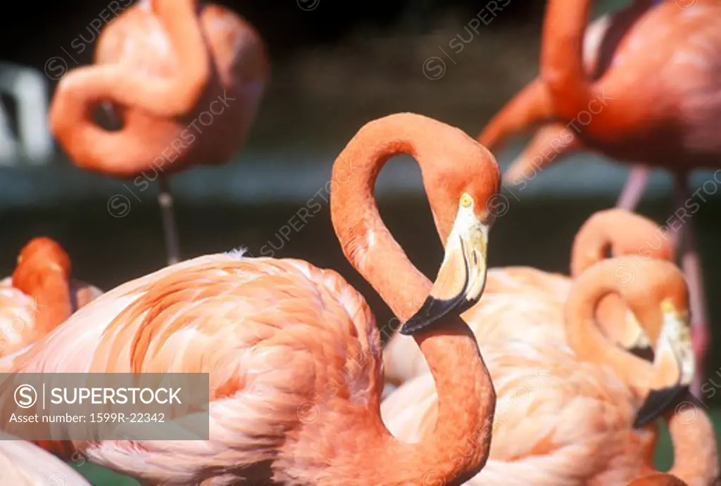Close-up of Pink Flamingo, San Diego Zoo, CA
