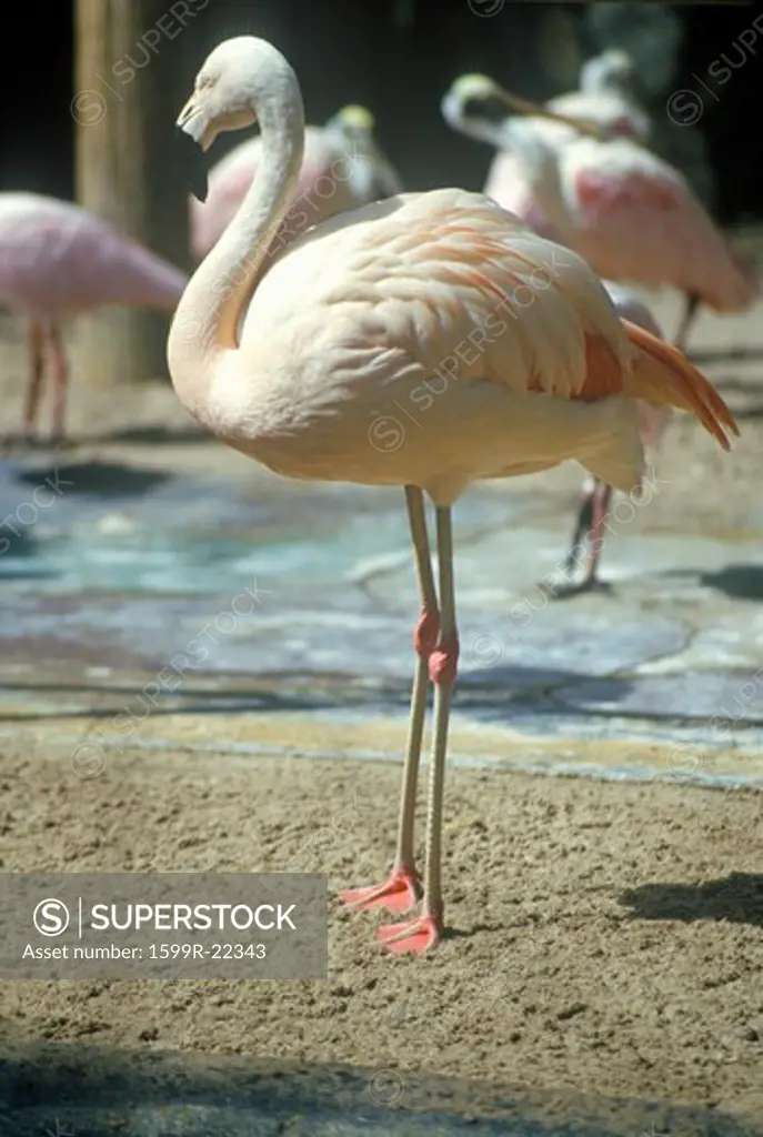 Pink Flamingos in Sunken Gardens, St. Petersburg, FL