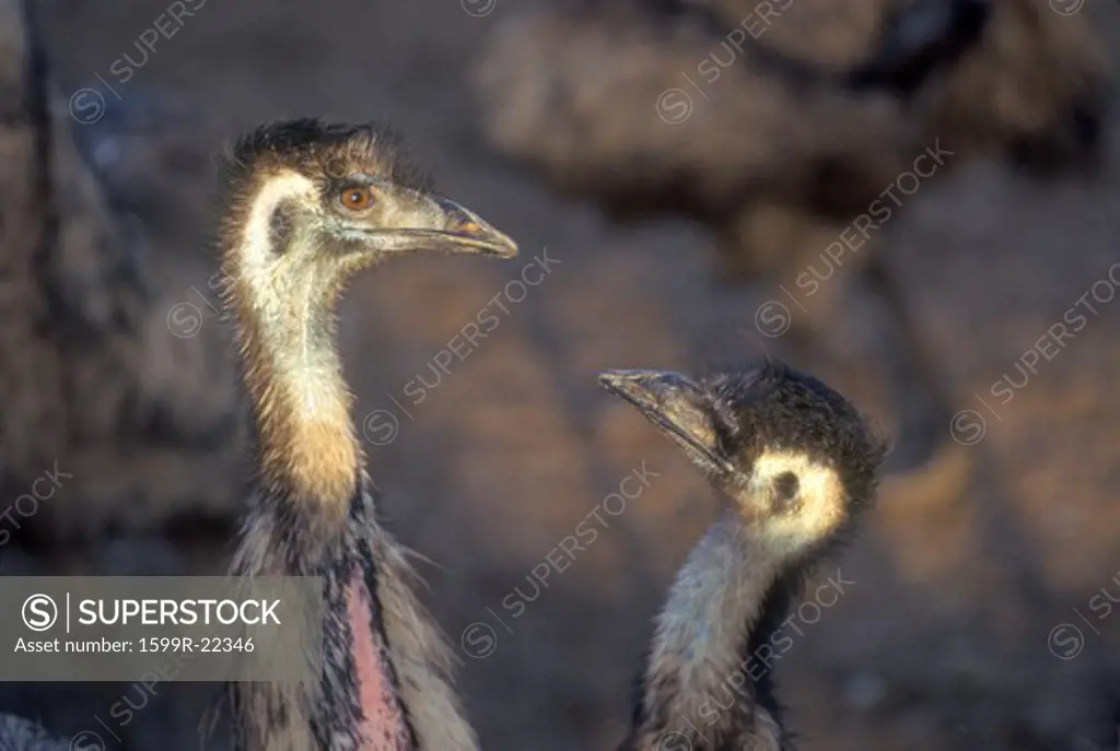 Close-up of ostriches on Ostrich farm, Oak View, CA