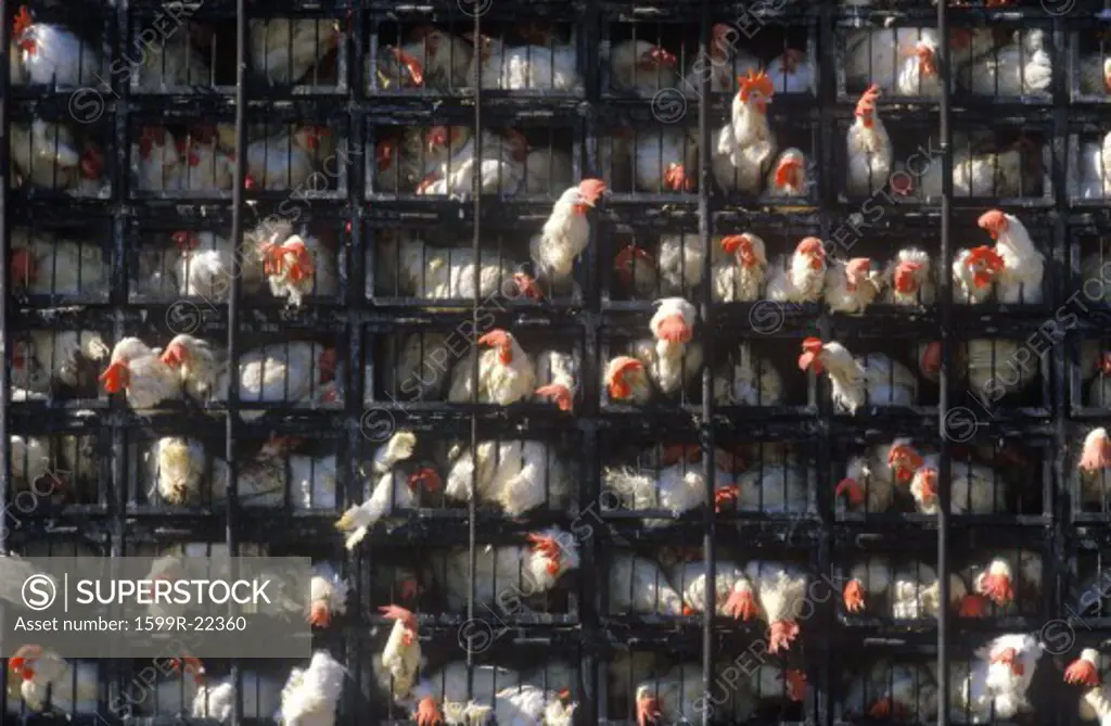 Roosters being transported in truck, Tijuana, NM