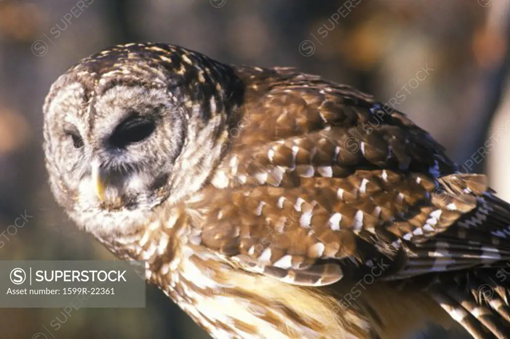 Close-up of Barn Owl, Land Between Lakes, KY