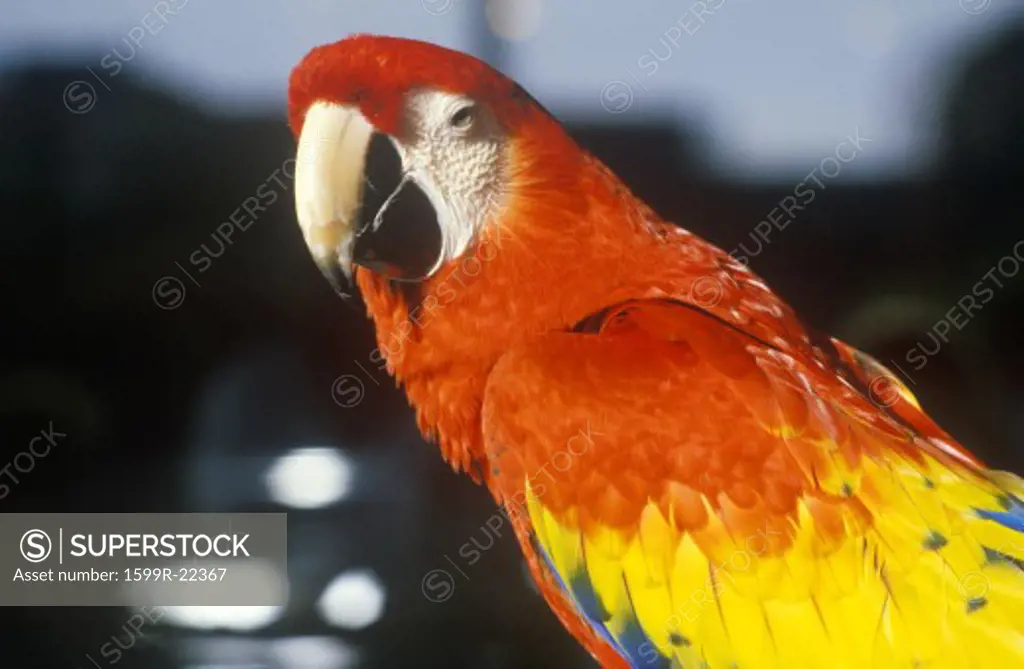 Close-up of parrot in FL