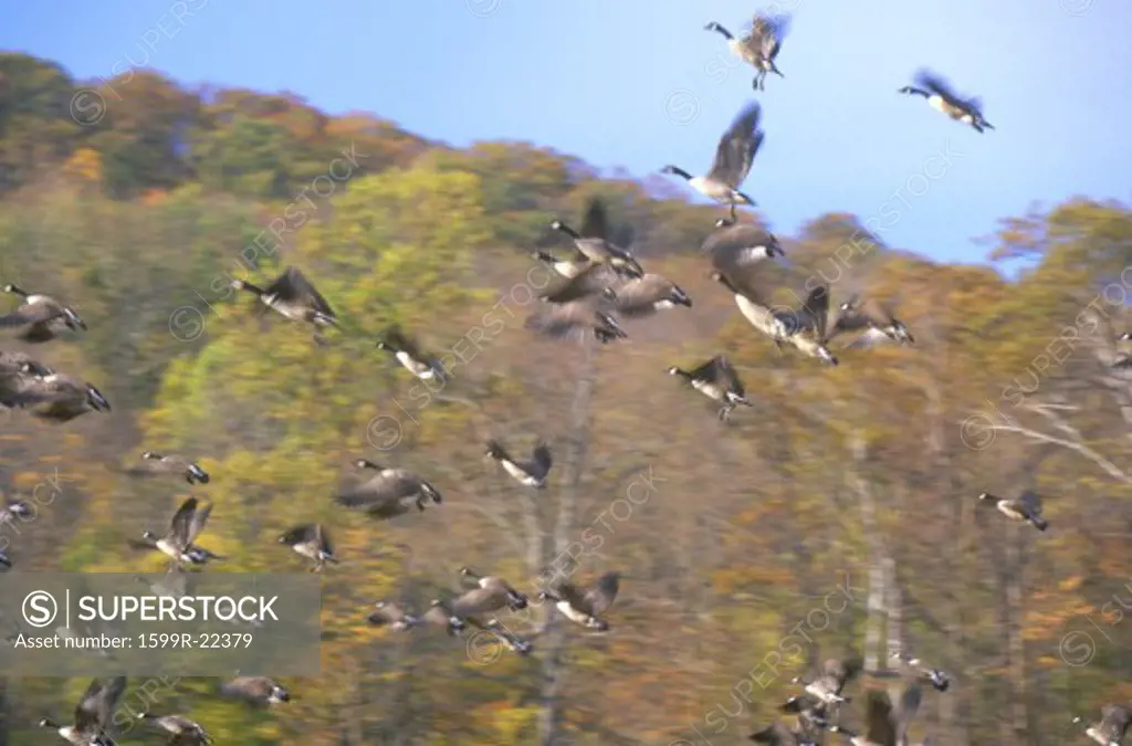 Geese taking flight in Autumn, NY