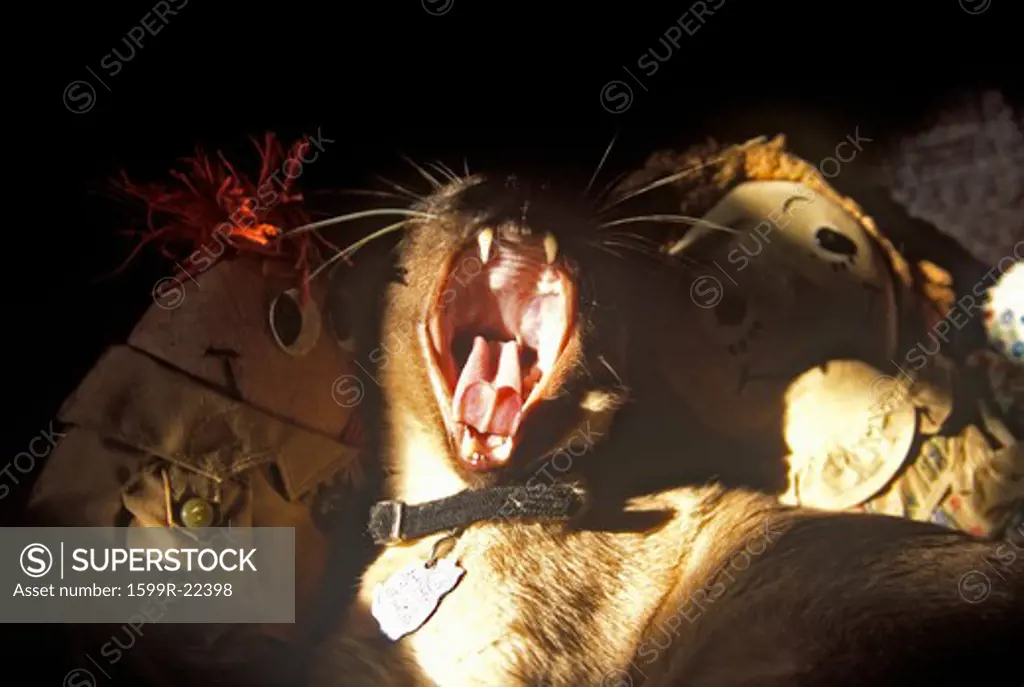 Siamese Cat yawning