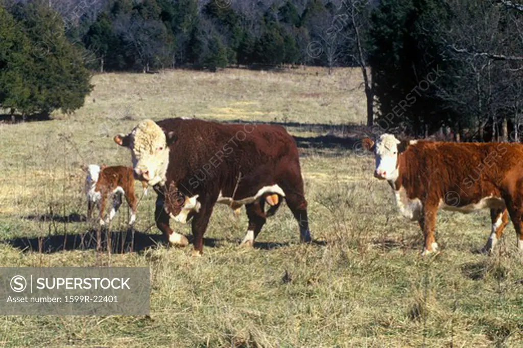 Bull, Heifer and calf, Bourbon, Mo