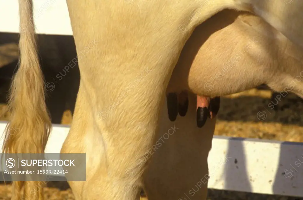 Close-up of udder on milk cow