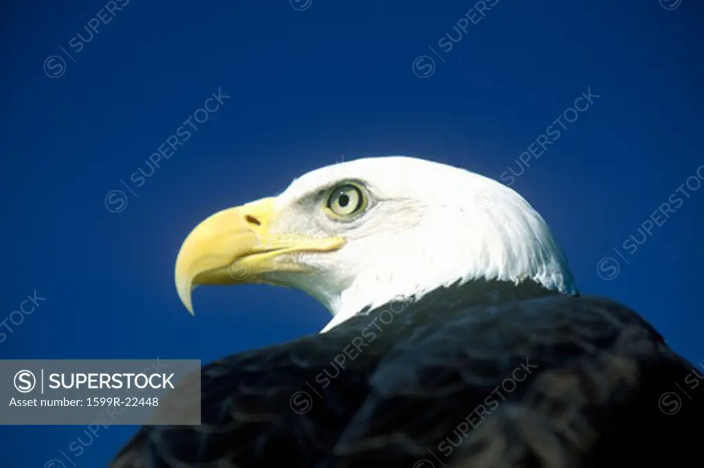 American Bald Eagle, Pigeon Fork, TN