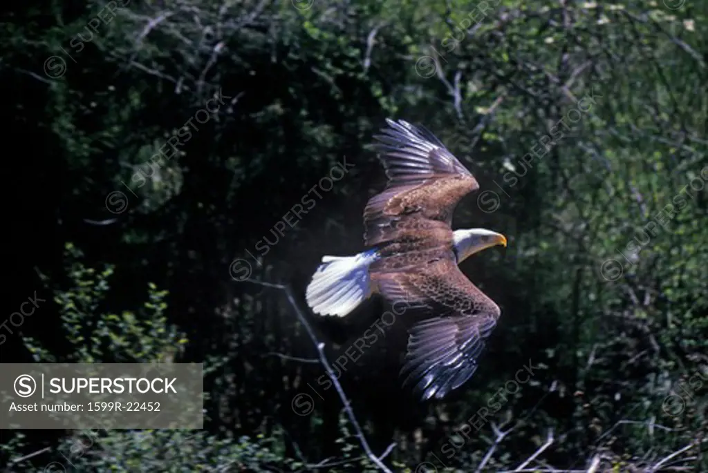 American Bald Eagle  in Flight, Pigeon Fork, TN