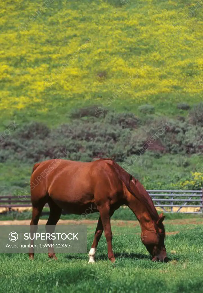 Arabian mare, Spring field, Ojai, CA