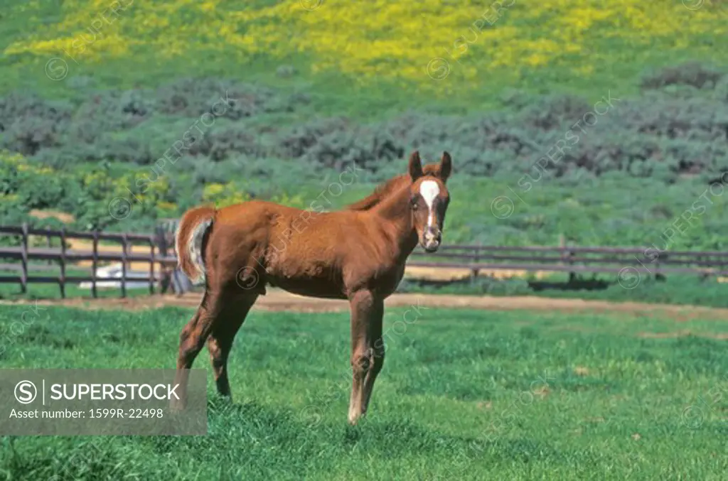 Arabian Colt in Spring field, Ojai, CA