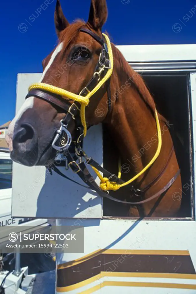 Mounted patrol horse in trailer, Wilmington, DE