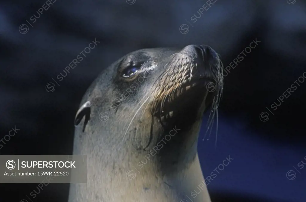 Close-up of seal, Sea World, San Diego, CA