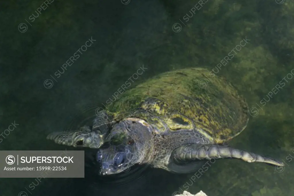 Giant Sea Turtle, Islamorada Key, FL, Theater of the Sea