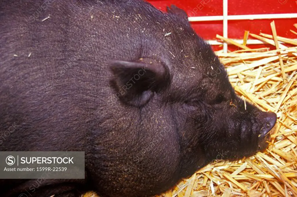 Close-up of black pig in hay, petting zoo, Los Angeles County Fair Barnyard, Pomona, CA